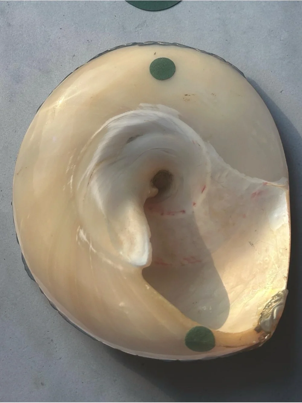Vintage Tibetan Himalayan Pearl Shell Vessel